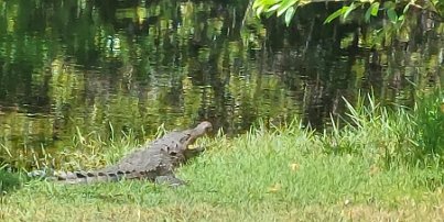 20240401_121845 Everglades National Park - Crocodile