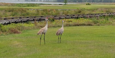 20240411_121114 Sand cranes walking near the golf course