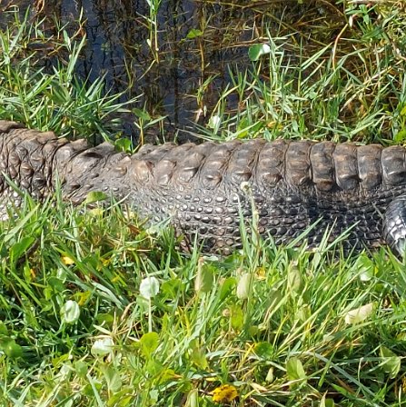 Naples (and Everglades), Florida