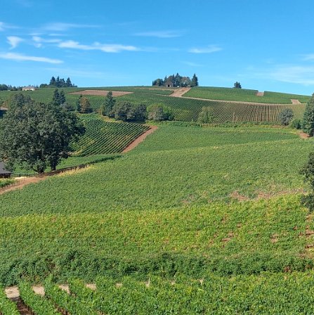 Oregon Wine tasting in the Willamette Valley