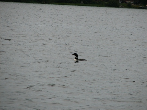 One of many loons on the lake