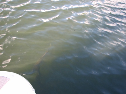 Huge Musky