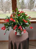 20250404_112010 Our Christmas cactus is also an Easter cactus this year!!